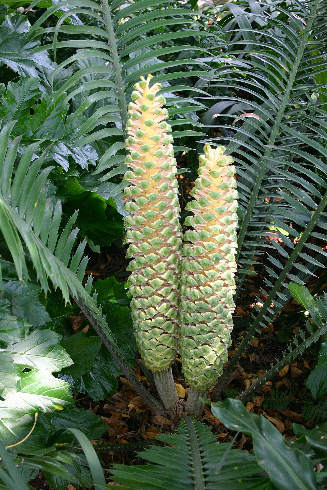 Cones and stiff divided leaves of the South African cycad Encephalartos villosus.