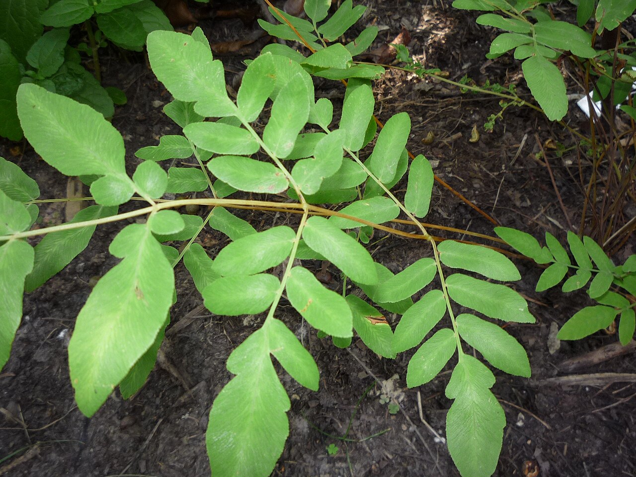 Large divided green fronds of a royal fern.