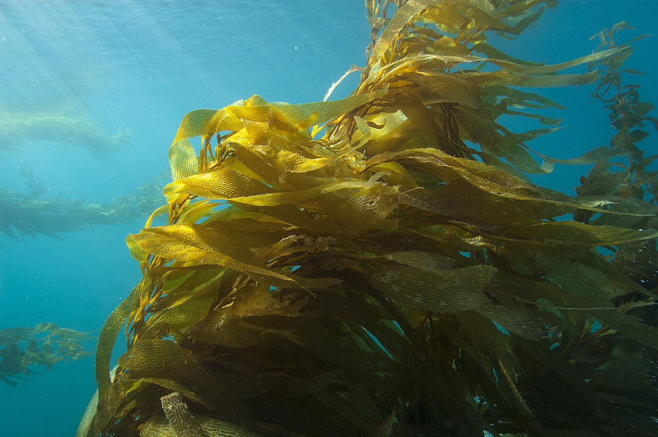 Underwater giant-kelp forest with blades and long stipes reaching towards surface light.