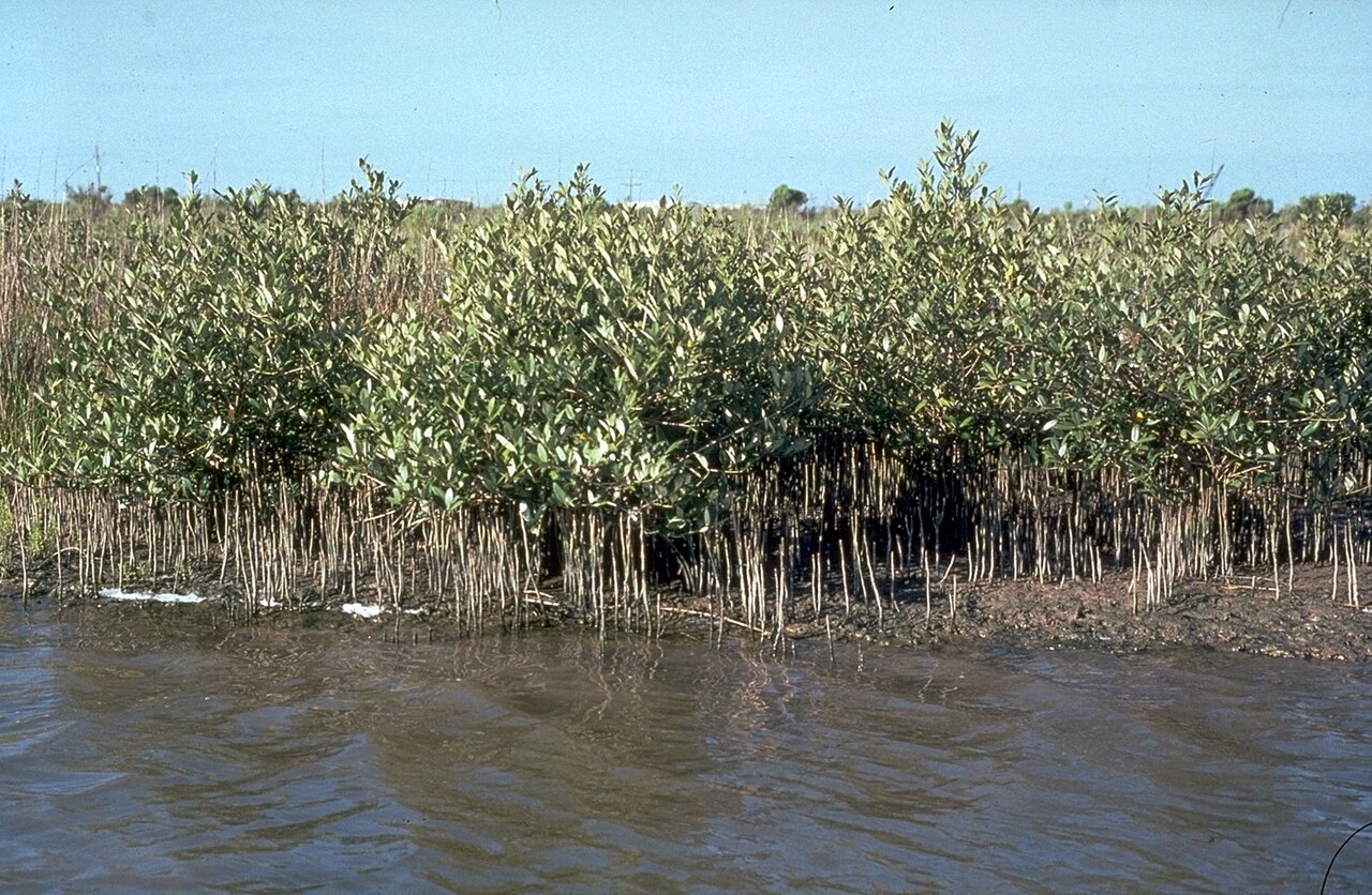 Upward-projecting roots along the edge of a black-mangrove stand beside shallow water.