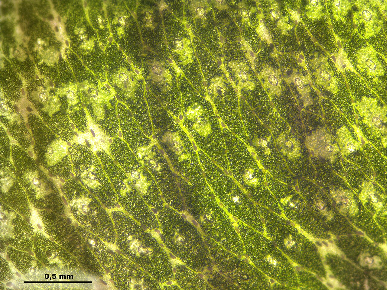 Microscopic view of polygonal areas and air pores on a Marchantia thallus.