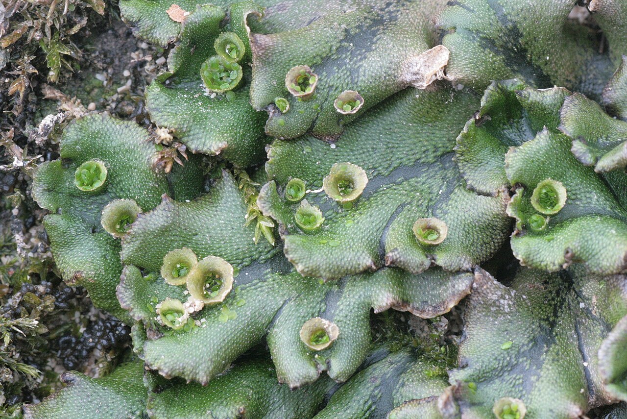 Green branching thalli of the liverwort Marchantia polymorpha.