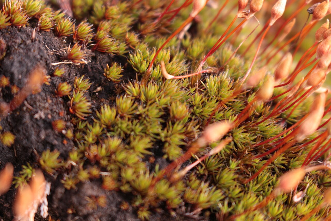 A colony of haircap moss with leafy shoots and stalked sporophytes.