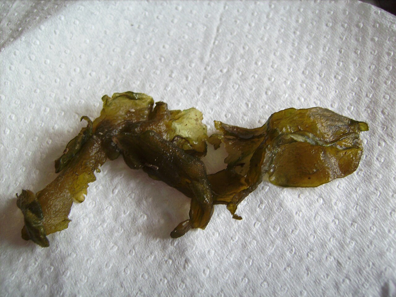 A gelatinous Nostoc colony photographed against a white background.