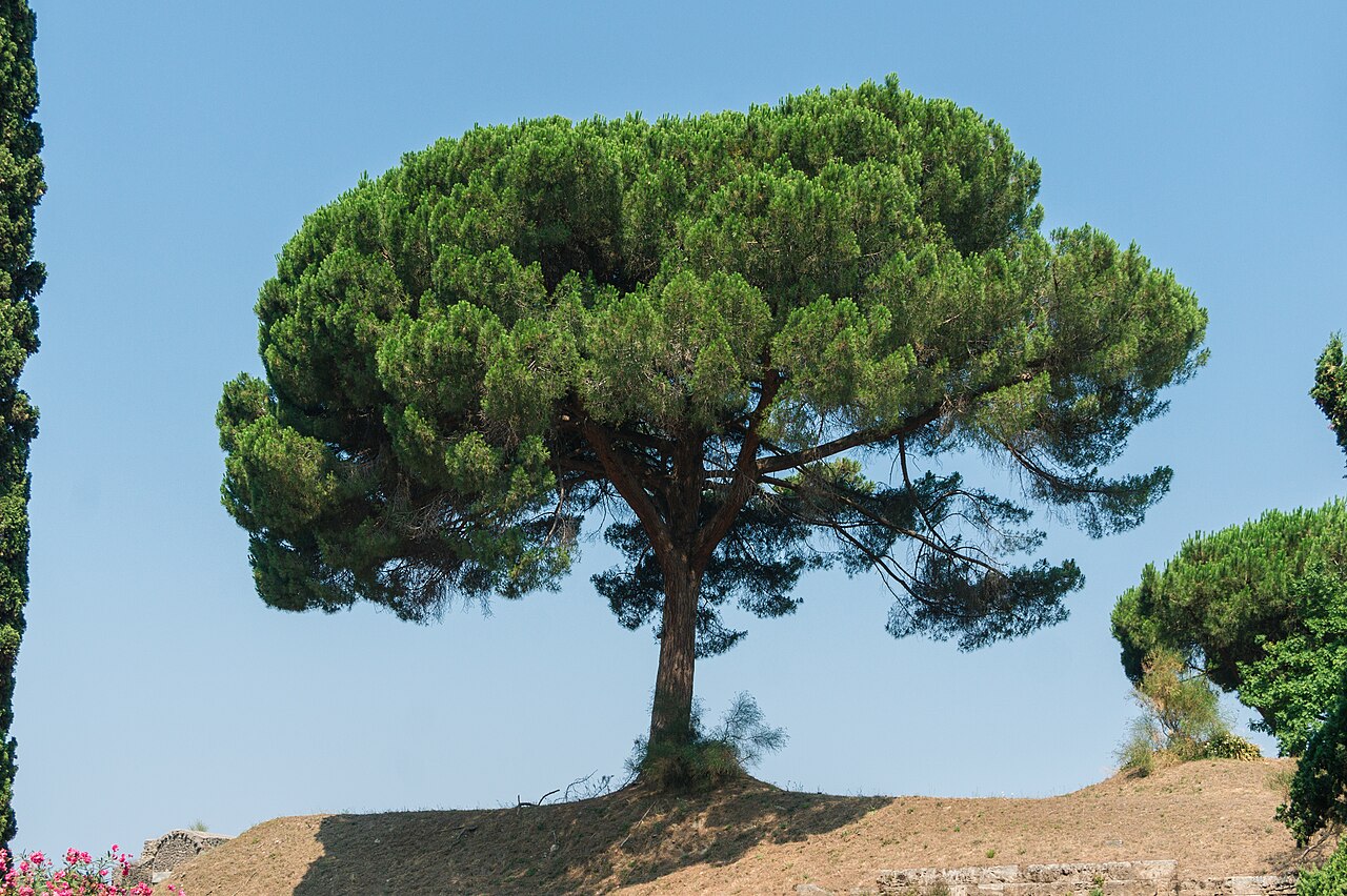 A tall stone pine with a narrow trunk and spreading umbrella-shaped crown.