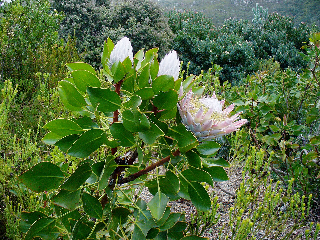 A king protea shrub at Kirstenbosch with broad leaves and large flower heads.