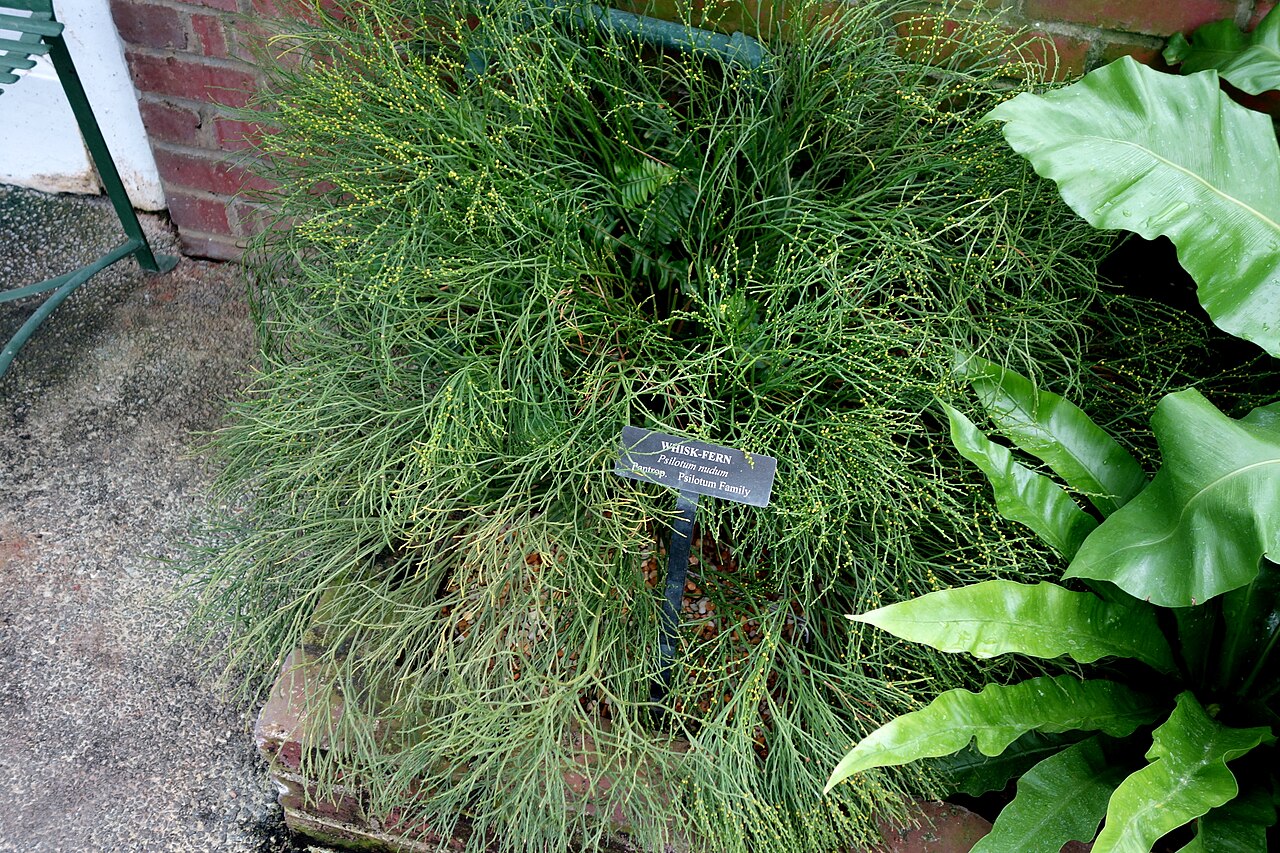 Green repeatedly forked axes of the whisk fern Psilotum nudum.