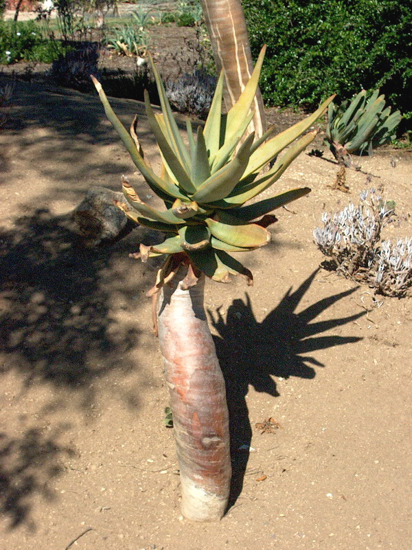 A small cultivated quiver tree with a thickened stem and a rosette of fleshy leaves.