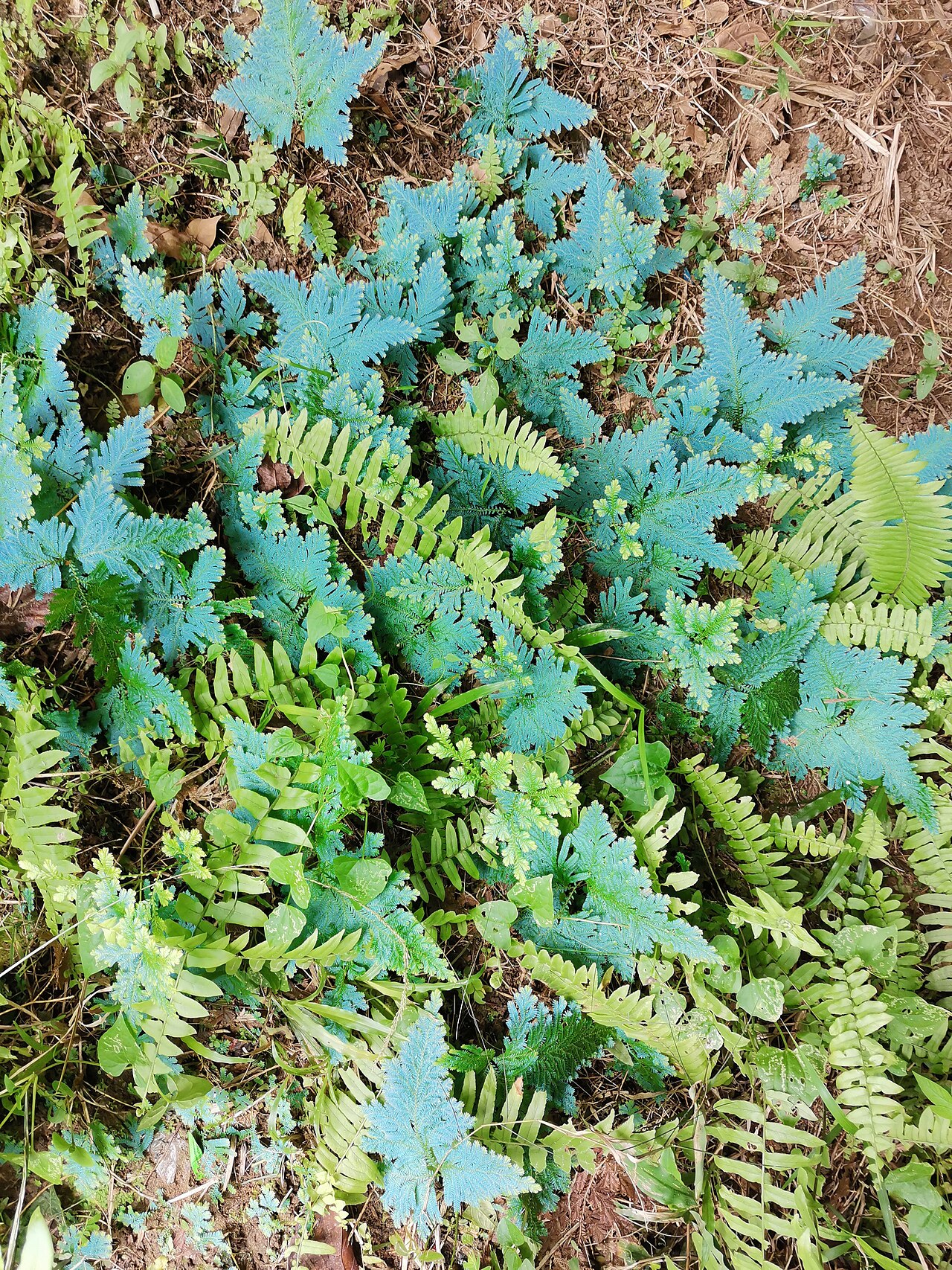 Branching Selaginella shoots covered with small overlapping leaves.