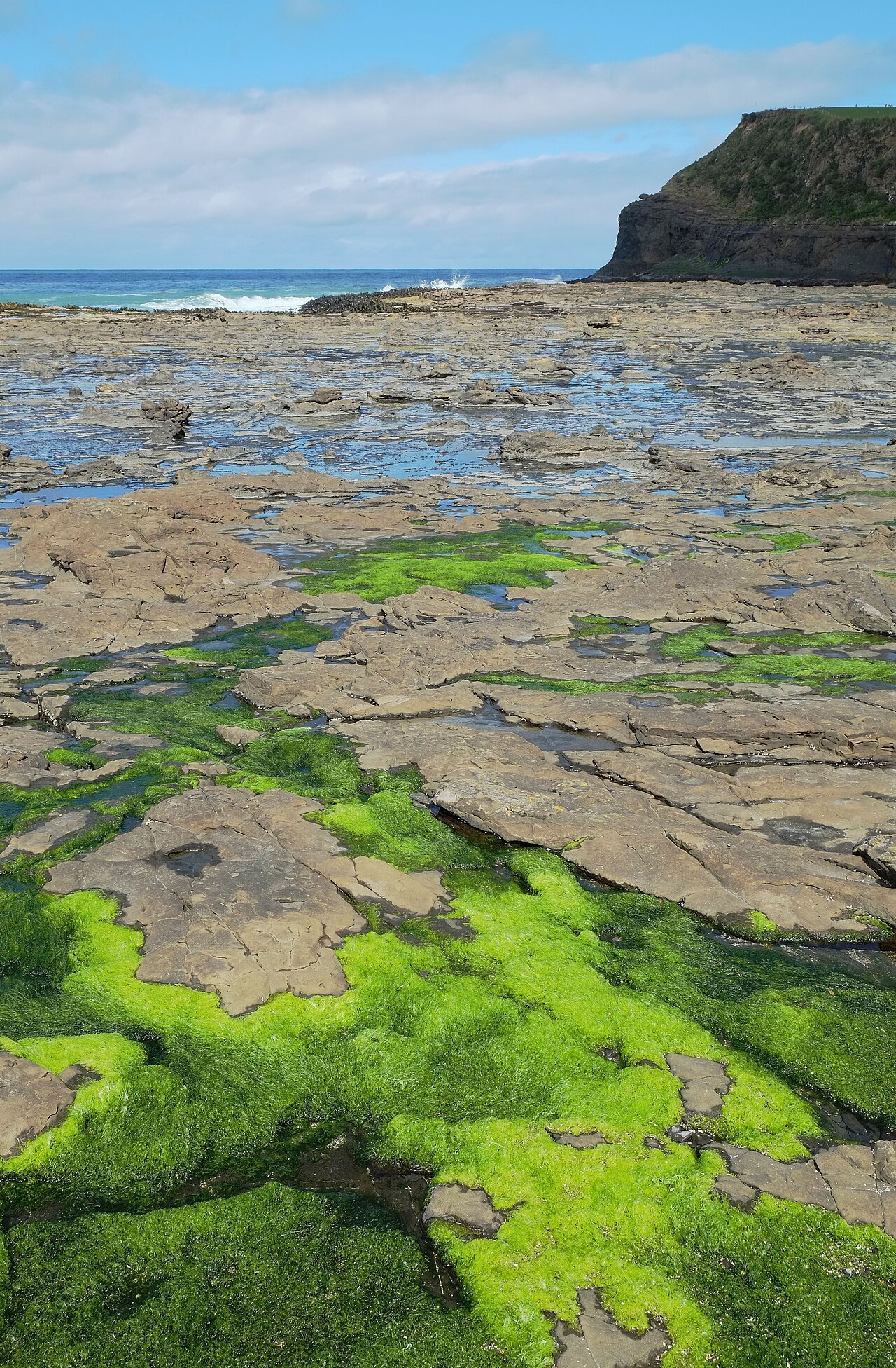 Bright green sea lettuce sheets spread across intertidal rock.