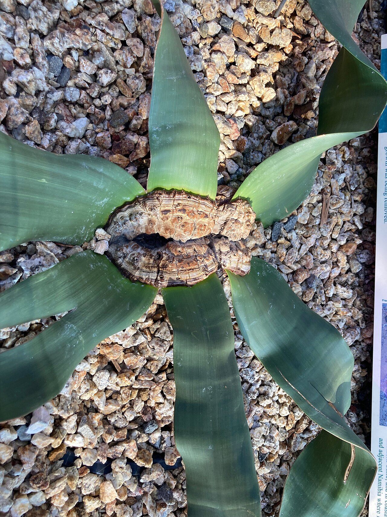 Low Welwitschia plant with persistent strap-like leaves extending across the ground.